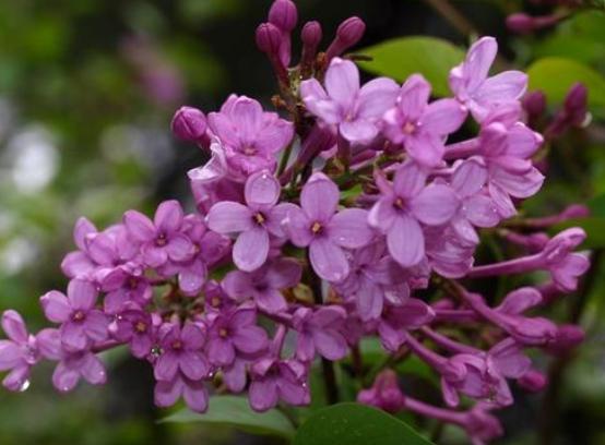 色五月五月丁香亚洲综合网:03-12-18-32-33-46D:15,色五月五月丁香亚洲综合网,探索与赏析