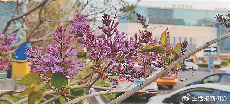 五月丁香六月综合缴情基地:06-09-35-37-42-48P:46,五月丁香与六月综合缴情基地,探索数字世界的奥秘与情感交流的新领地