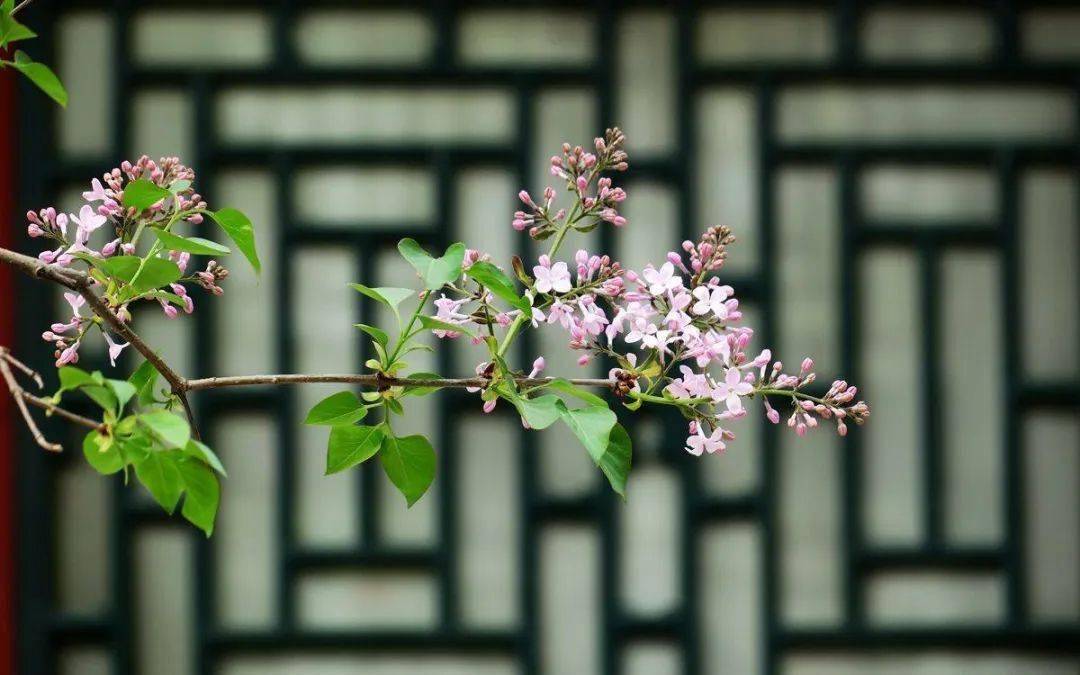 五月丁香六月综合缴情在线:01-16-32-34-36-45K:27,五月丁香与六月综合缴情在线,数字间的情感与生活的交织