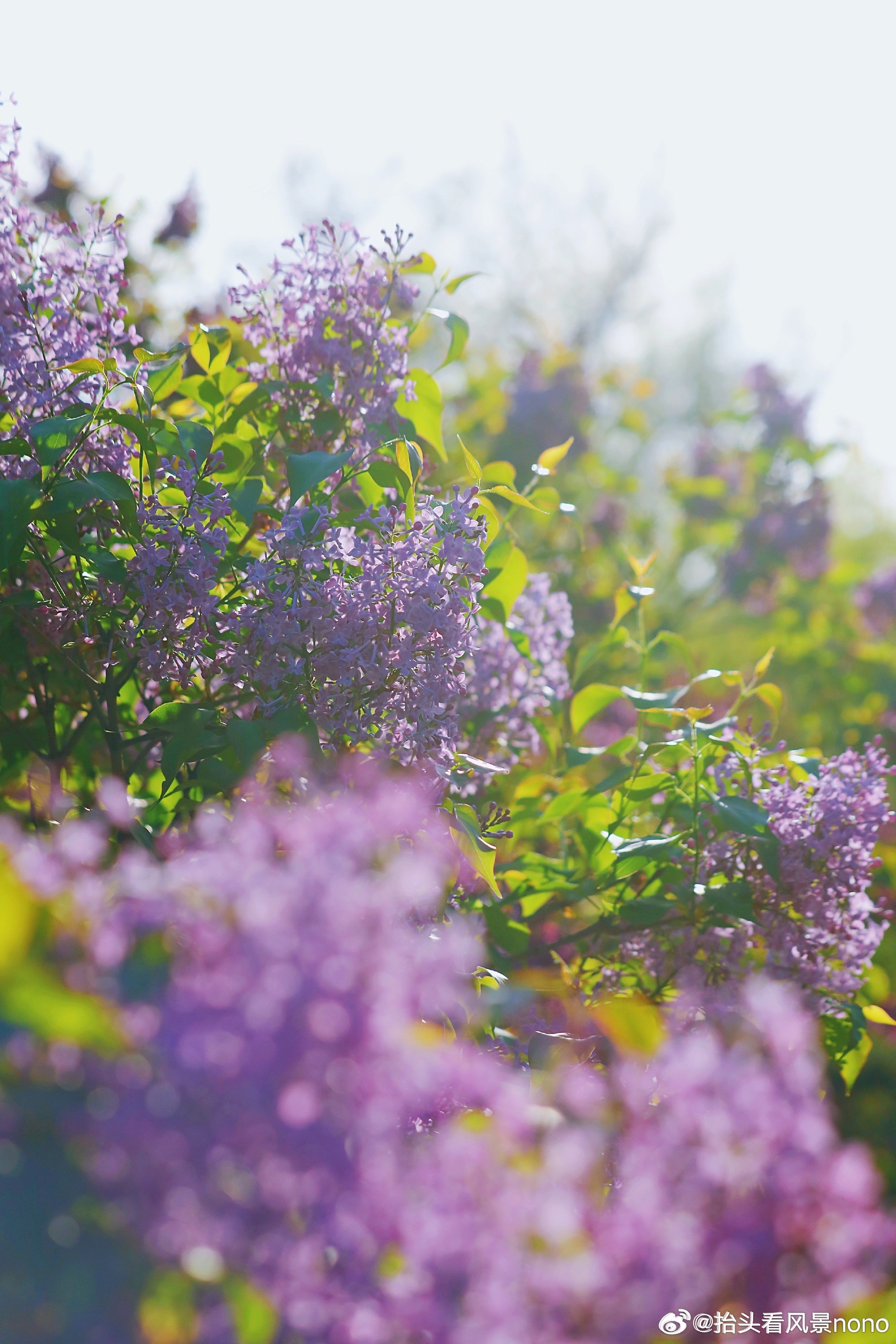 五月丁香六月综合缴情在线:01-16-32-34-36-45K:27,五月丁香与六月综合缴情在线,数字间的情感与生活的交织
