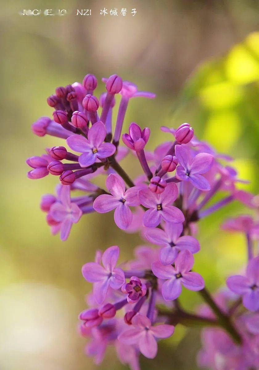 五月丁香啪啪激情综合色九色:04-11-12-16-17-32M:04,五月丁香啪啪激情综合色九色,探索激情与色彩的交织之美