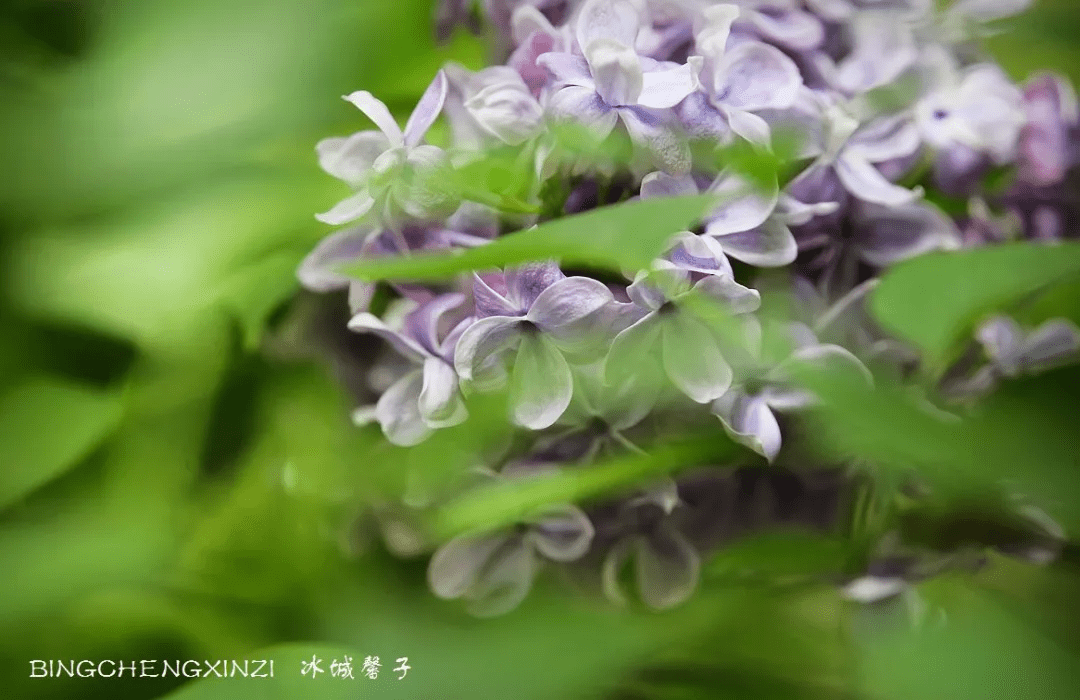 五月丁香啪啪激情综合色九色:04-11-12-16-17-32M:04,五月丁香啪啪激情综合色九色,探索激情与色彩的交织之美