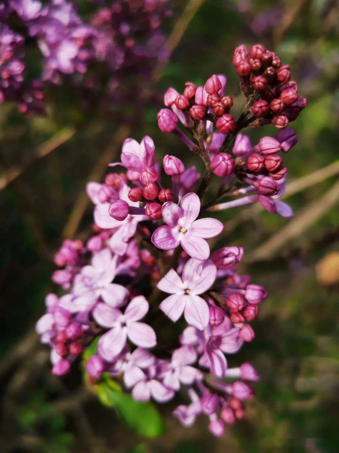 五月丁香啪啪激情综合色九色:04-11-12-16-17-32M:04,五月丁香啪啪激情综合色九色,探索激情与色彩的交织之美