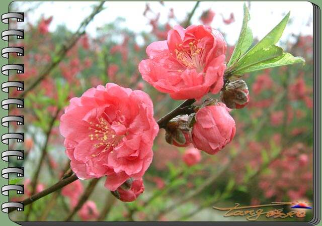 厉兵秣马 第4页