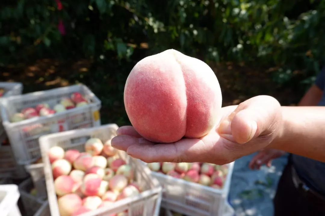 国内精品久久久久久99蜜桃:06-15-17-24-28-41G:32,国内精品文化深度探索,久久蜜桃的独特魅力与内涵发展