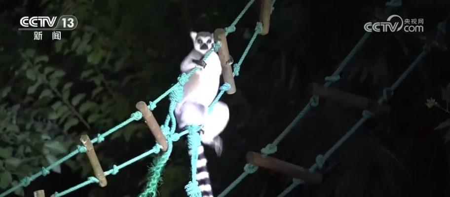 51妺嘿嘿午夜福利:11-19-28-31-37-40W:01,探索午夜世界的神秘角落,一场关于数字与福利的奇妙之旅