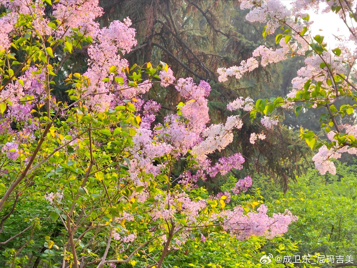 色五月丁香五月综合五月4438:10-16-27-32-41-46T:30,五月丁香与综合探索,一场色彩的盛宴(色五月综合五月4438,10-16-27-32-41-46T,30)