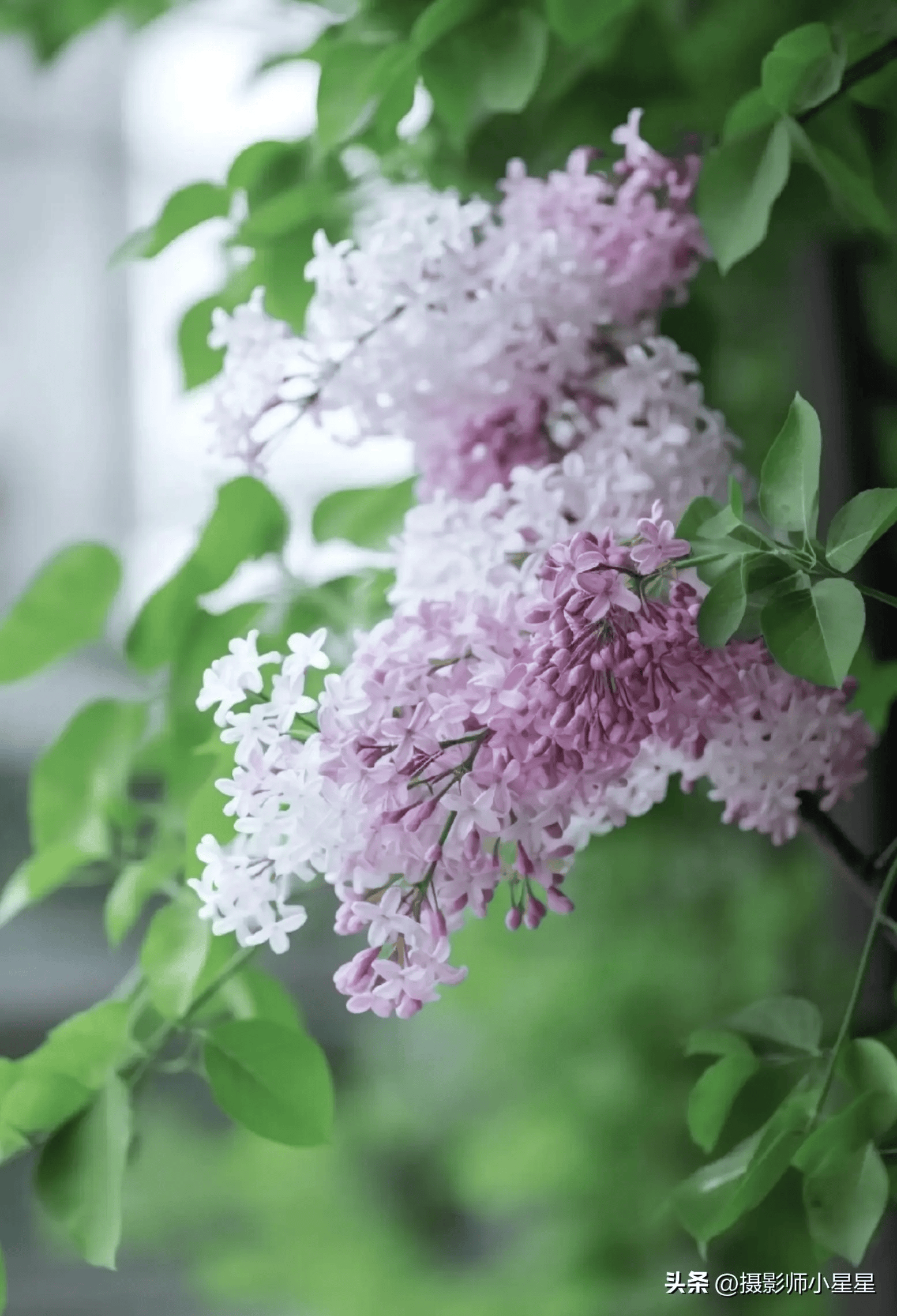 色五月丁香五月综合五月4438:10-16-27-32-41-46T:30,五月丁香与综合探索,一场色彩的盛宴(色五月综合五月4438,10-16-27-32-41-46T,30)