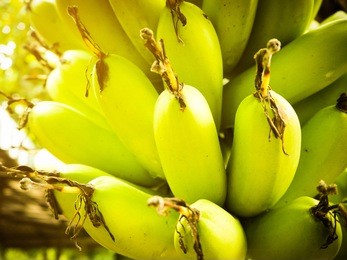 亚洲一区二区三区香蕉:10-11-23-26-31-45X:07,亚洲一区二区三区香蕉,探索与解析