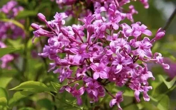 激情综合丁香五月:16-17-18-21-25-28N:31,激情综合丁香五月,一场绽放的盛宴