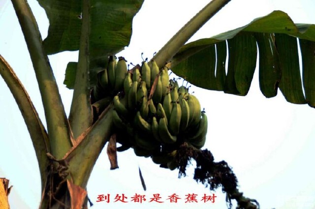 伊人久久大香线蕉亚洲五月天:03-16-18-36-37-40L:37,伊人久久,大香线蕉与亚洲五月天的奇妙缘分