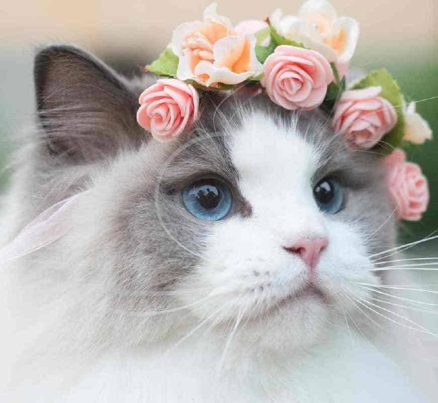 国产精品99久久久久久猫咪:04-17-19-34-40-49D:28,国产精品猫咪,探索与欣赏