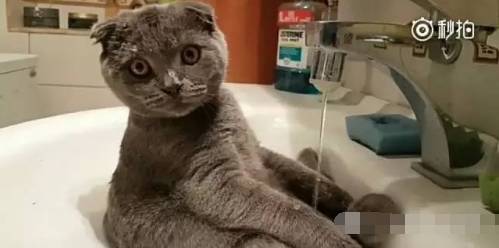 国产精品99久久久久久猫咪:04-17-19-34-40-49D:28,国产精品猫咪,探索与欣赏