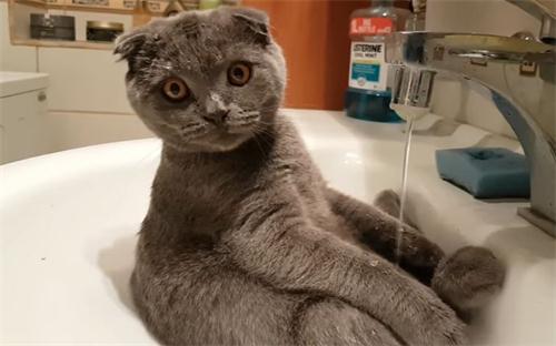 国产精品99久久久久久猫咪:04-17-19-34-40-49D:28,国产精品猫咪,探索与欣赏