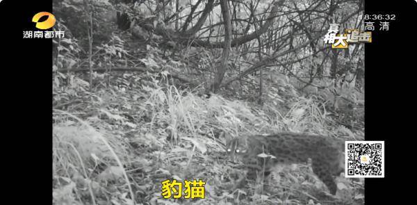 亚洲精品国偷自产在线99正片:25-28-39-41-44-45H:14,亚洲精品国,本土生产与创新实力的展现