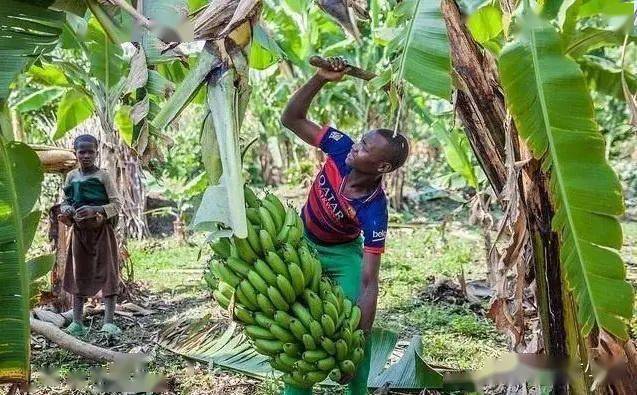 大香伊蕉日本一区二区:14-20-21-25-38-46L：01,大香伊蕉与日本一区二区的独特风情，深度探索与文化交流（14-20-21-25-38-46L，01）