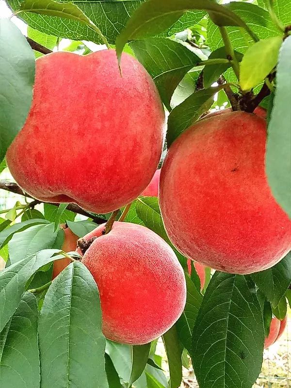 久久精品久久久久观看99水蜜桃:16-19-31-38-46-48Q:16,久久精品,探索久久久观看的魅力与独特之处,品味水蜜桃般的甜蜜时光