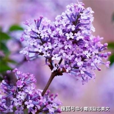 亚洲综合久久五月丁香:06-13-23-37-40-45M:40,亚洲综合久久五月丁香,探索与发现