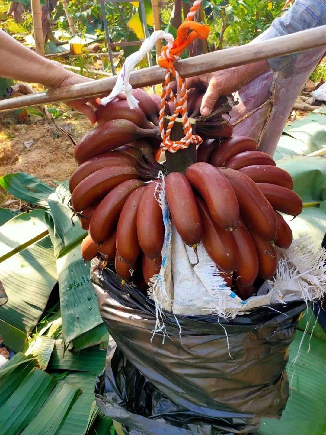 97精品伊人久久久大香线蕉:05-09-10-16-22-31W：23,探索精品伊人世界，大香线蕉的魅力与独特之处