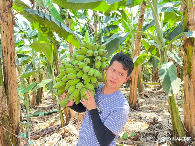 97精品伊人久久久大香线蕉:05-09-10-16-22-31W:23,探索精品伊人世界,大香线蕉的魅力与独特之处