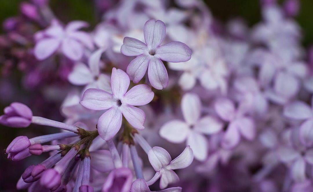 五月丁香色综合久久4438:15-23-24-32-34-40R:35,五月丁香色综合久久,探索美好与多样性的交融