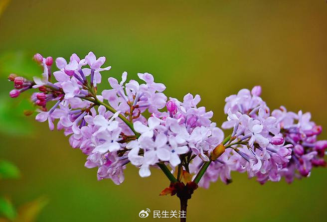 五月丁香色综合久久4438:15-23-24-32-34-40R:35,五月丁香色综合久久,探索美好与多样性的交融