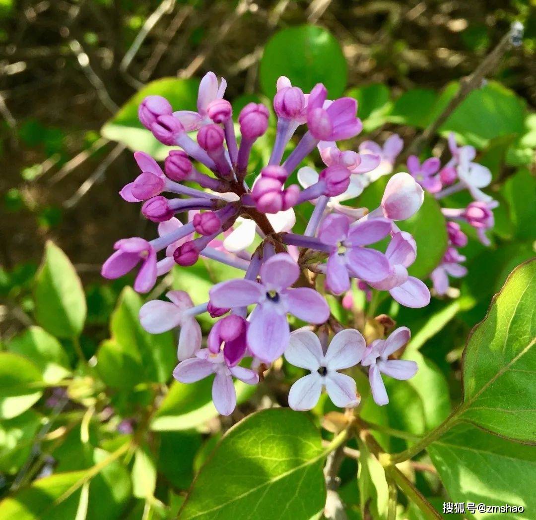 五月丁香色综合久久4438:15-23-24-32-34-40R:35,五月丁香色综合久久,探索美好与多样性的交融