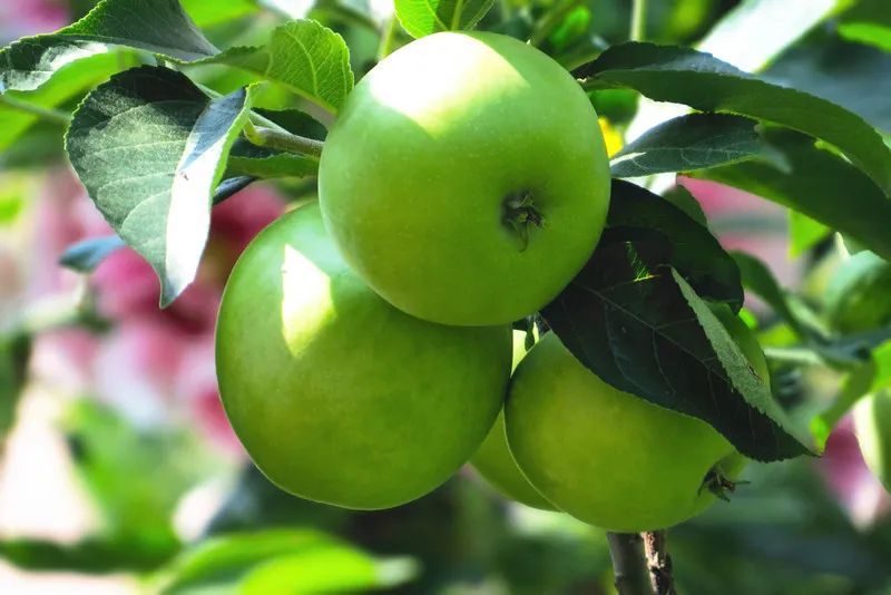 国产精品合集久久久久青苹果:02-11-12-14-35-47C:34,国产精品合集,久久珍藏的青苹果魅力时光(关键词解析)