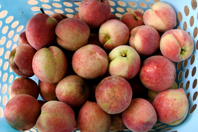 精品无码一区二区三区水蜜桃:04-05-19-26-27-38L:13,探索精品无码水蜜桃的世界,一区、二区、三区之独特魅力