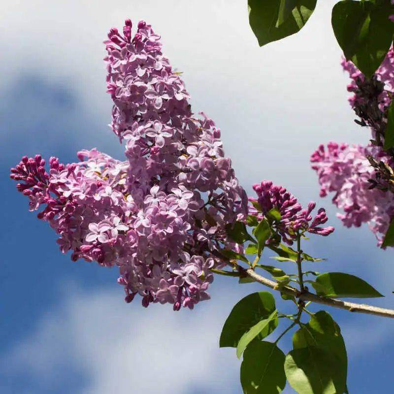 日日噜噜夜夜狠狠久久丁香五月:02-10-22-24-45-48P:02,日日噜噜夜夜狠狠久久丁香五月,一场时间的探索与生命的颂歌