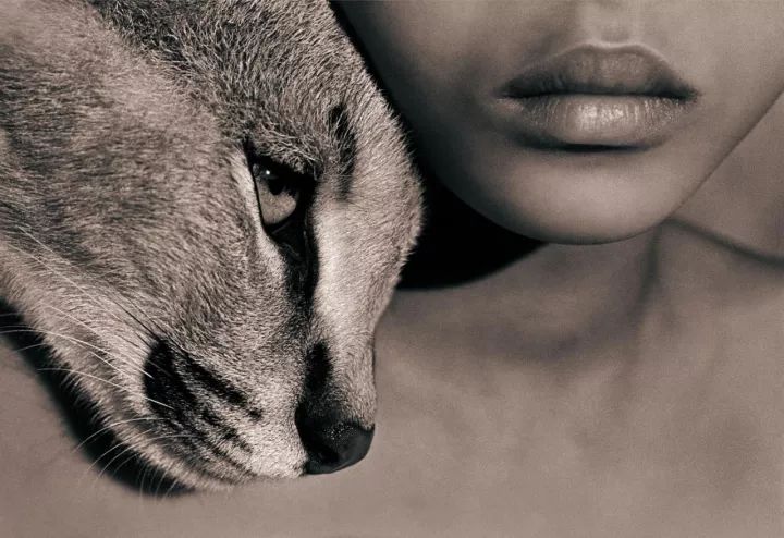 欧美人与动牲交a欧美精品z:03-04-08-09-13-35M:39,欧美人与动物交流,探索欧美精品的独特魅力(2023年最新版)