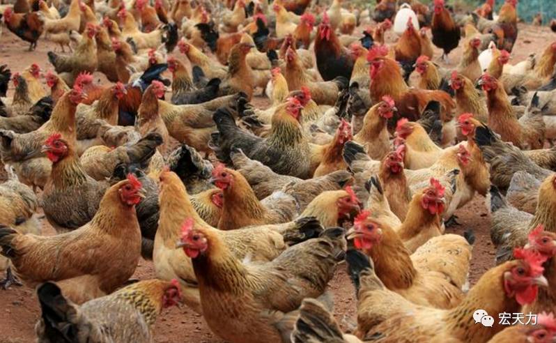 欧美老妇人与禽交:08-13-20-26-37-46Q:11,欧美老妇人与禽类的特殊情感交流,一种难以言说的秘密(08-13-20-26-37-46Q,11)