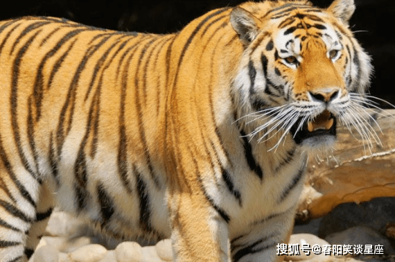 四虎永久在线精品免费A:04-06-09-23-27-38N:47,四虎永久在线精品免费,探索优质内容的无尽魅力与共享价值