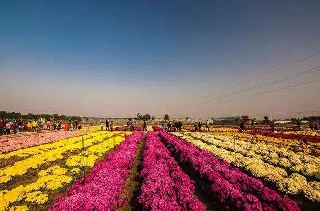 野花社区www在线观看:07-10-13-14-18-20C:41,野花社区www在线观看,一场文化与自然的交融盛宴