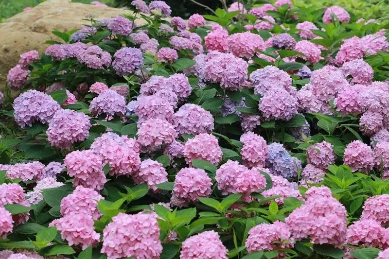 野花社区www在线观看:07-10-13-14-18-20C:41,野花社区www在线观看,一场文化与自然的交融盛宴