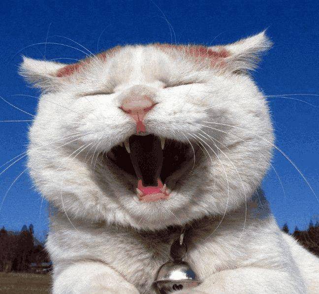 猫咪免费人成网站在线观看:19-30-34-36-37-49R:25,关于猫咪免费在线观看网站的一些探讨