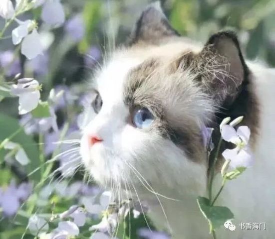 猫咪免费人成网站在线观看:19-30-34-36-37-49R:25,关于猫咪免费在线观看网站的一些探讨