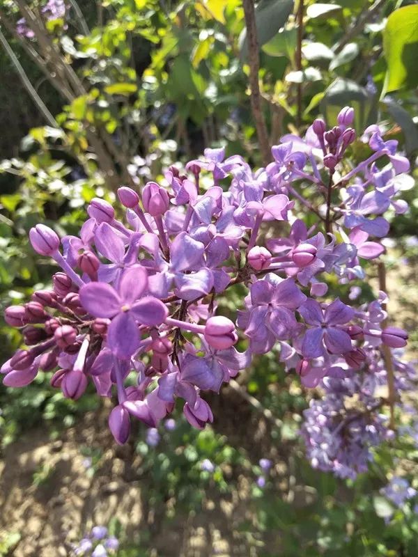 激情综合色综合啪啪五月丁香:14-17-28-31-34-44T:03,激情综合色与五月丁香的奇妙交响,一场感官与心灵的盛宴