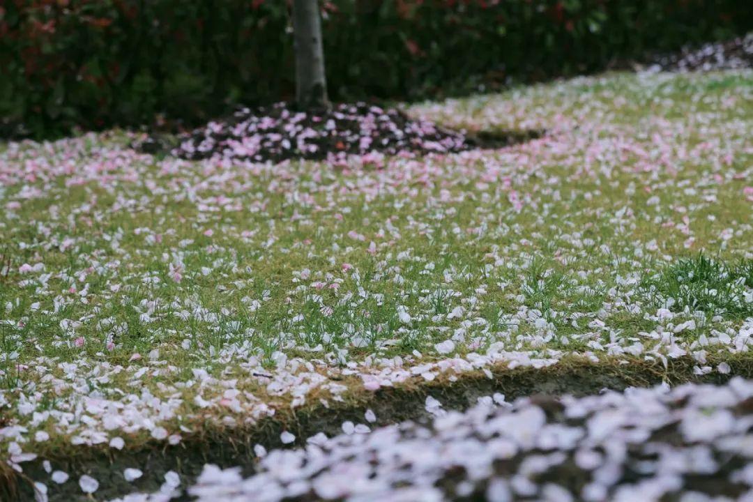 免费人成视频在线播放:01-17-19-23-25-43W:09,免费人成视频在线播放,探索与警示