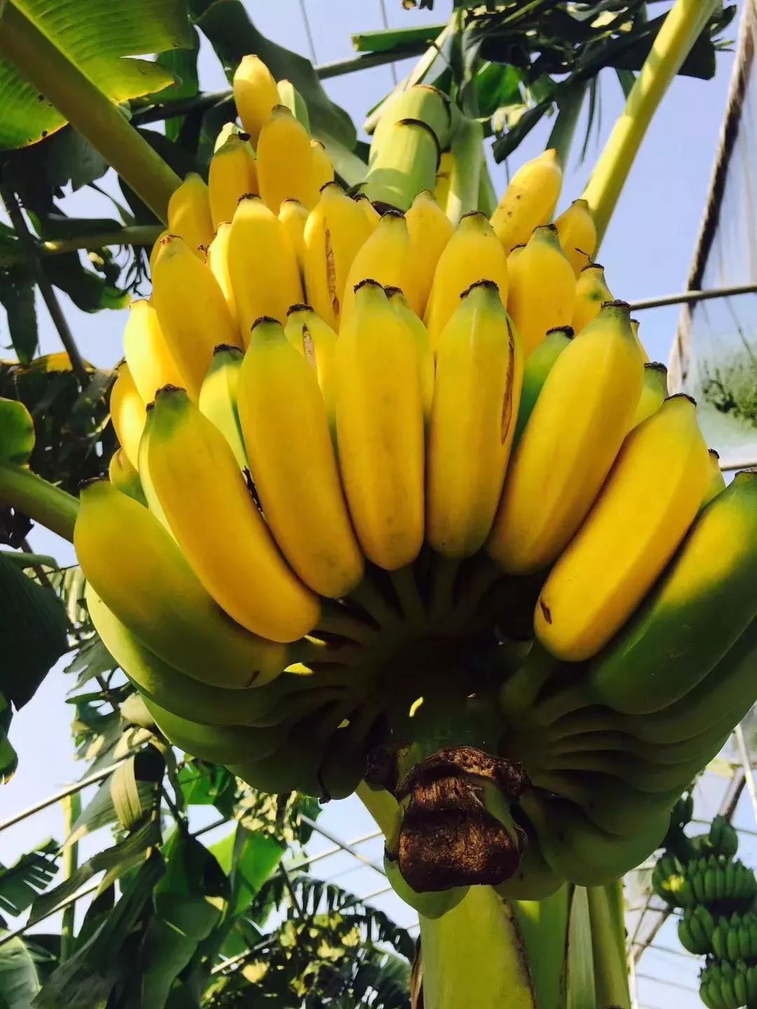 7777精品伊人久久久大香线蕉:01-36-37-43-44-45J:45,探索数字背后的故事,伊人久久久大香线蕉的独特魅力与深层含义