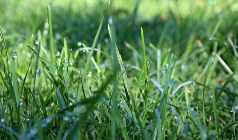 青草国产超碰人人添人人碱:01-12-23-32-40-41S:04,青草国产超碰人人添人人碱,探索与赏析