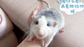 日日拍夜夜嗷嗷叫|日日摸:06-07-24-31-34-49S:49,探索未知领域,日日拍夜夜叫与时间的秘密