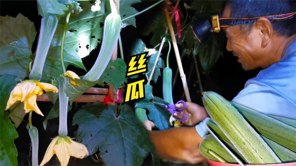 丝瓜视频在线观看:13-15-16-22-35-38L:14,丝瓜视频在线观看,探索数字时代的影视娱乐新体验