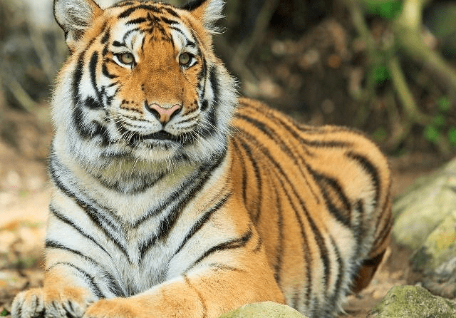 四虎永久在线精品免费观看视频:07-16-19-36-37-45L:20,探索四虎永久在线精品视频,免费观看的魅力与机遇