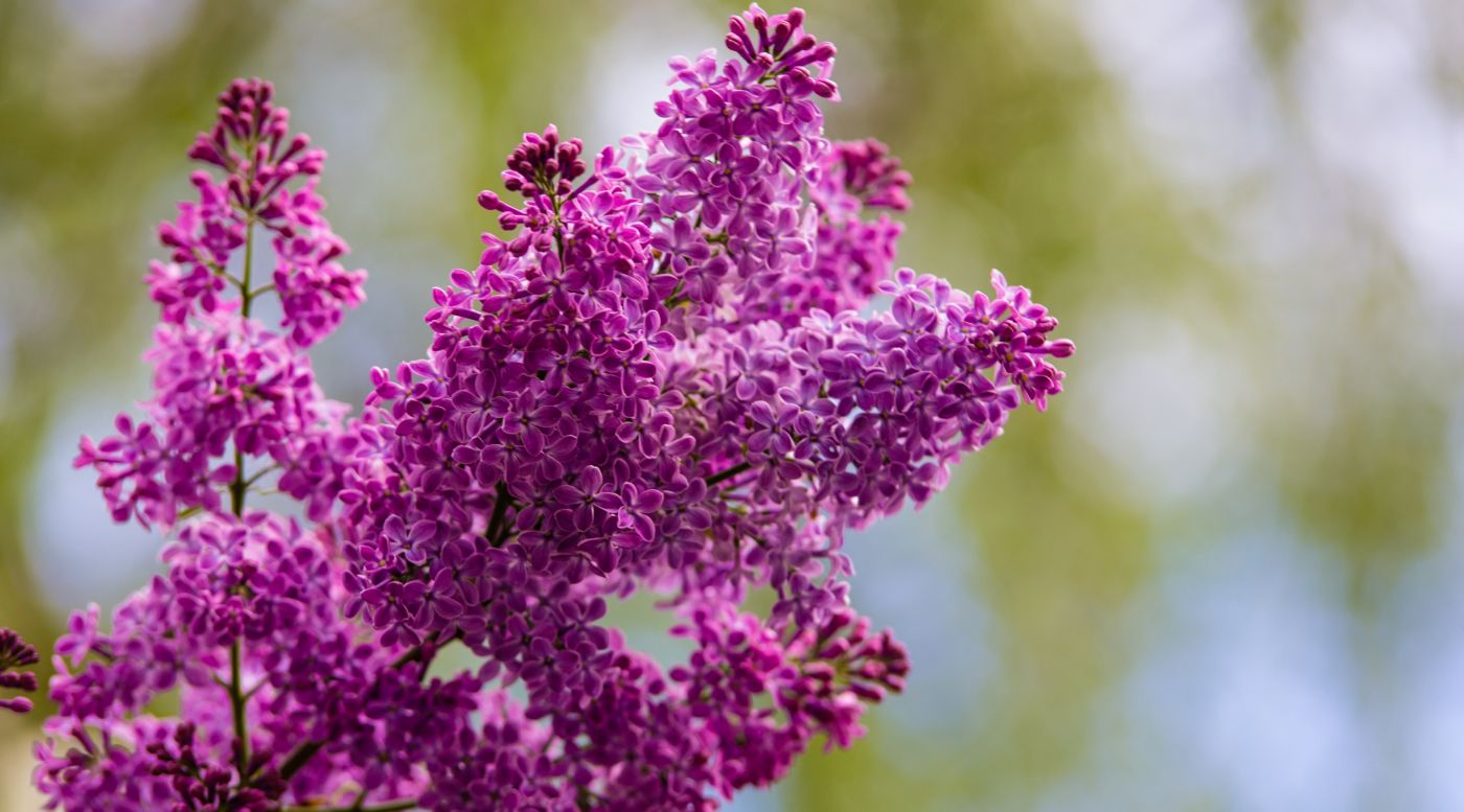 久久婷婷综合色丁香五月:09-15-22-25-38-46Q：09,久久婷婷综合色丁香的美妙之旅，五月之约与数字的秘密（09-15-22-25-38-46）