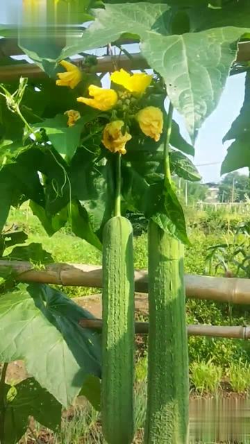 一区二区免费高清观看国产丝瓜:03-13-20-26-39-43C:03,一区二区免费高清观看国产丝瓜,探索优质内容的无限可能