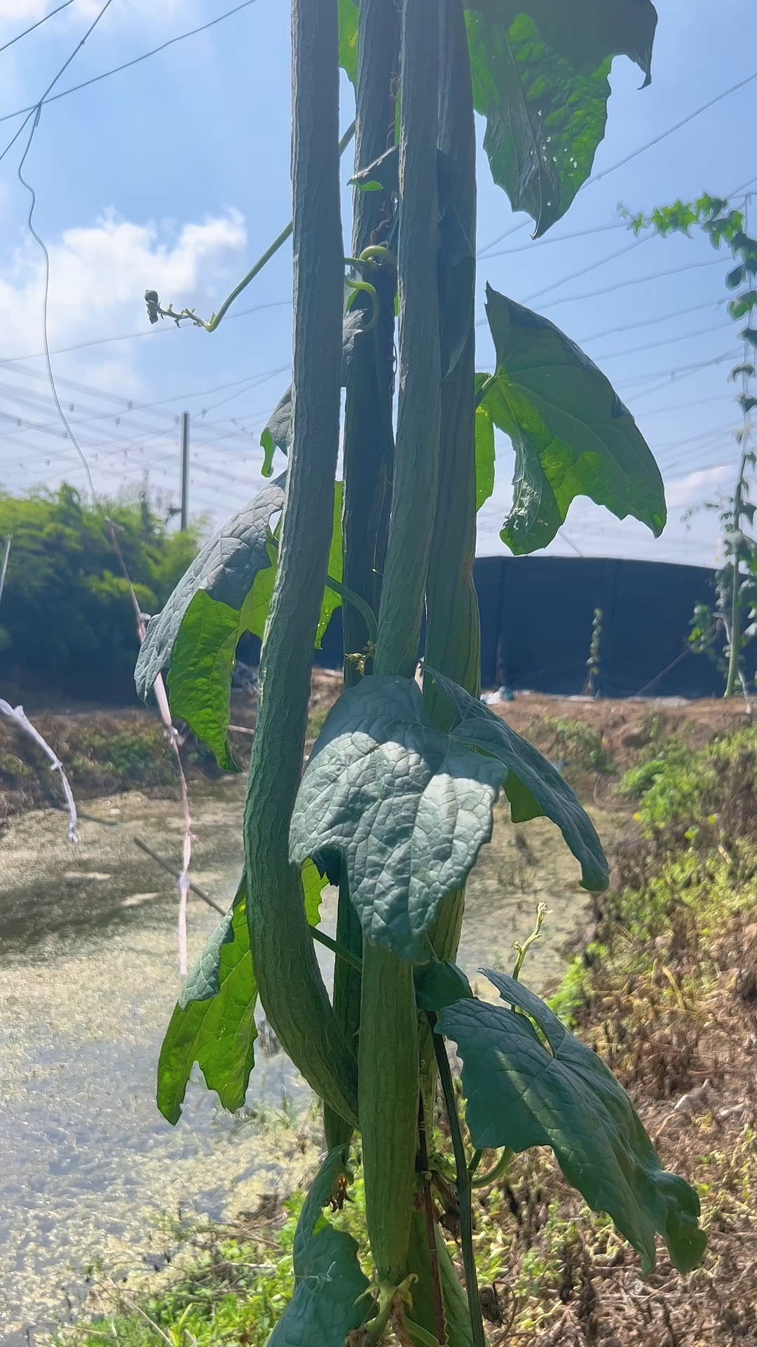 一区二区免费高清观看国产丝瓜:03-13-20-26-39-43C:03,一区二区免费高清观看国产丝瓜,探索优质内容的无限可能