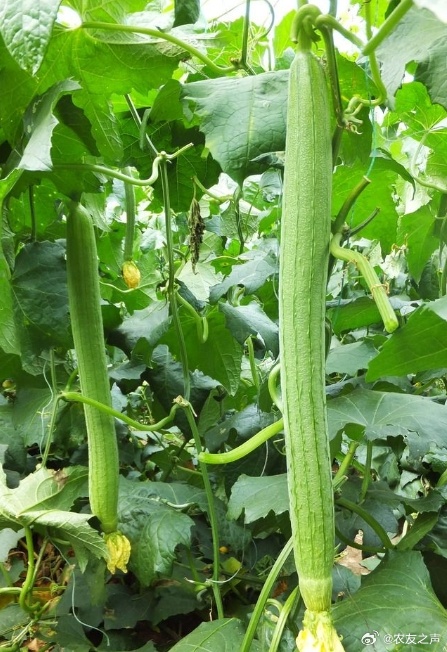 一区二区免费高清观看国产丝瓜:03-13-20-26-39-43C:03,一区二区免费高清观看国产丝瓜,探索优质内容的无限可能