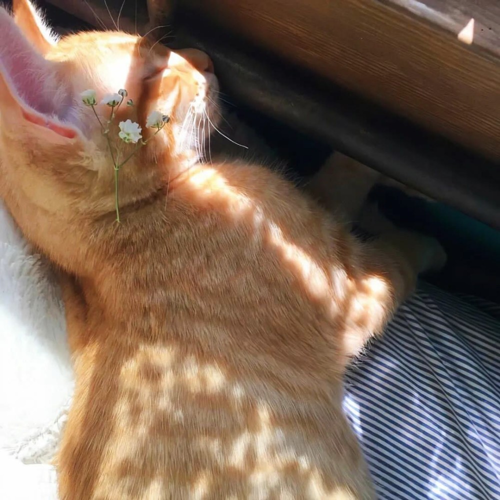 亚洲中文字幕永久在线不卡:02-10-13-14-21-43F:34,亚洲中文字幕永久在线不卡,探索优质字幕服务的核心要素与未来趋势