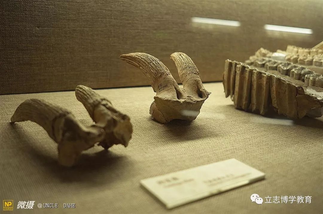 国产精品久久无码一区:06-11-17-19-32-41A：19,国产精品文化的发展与探索，从一区到多区的演变之路